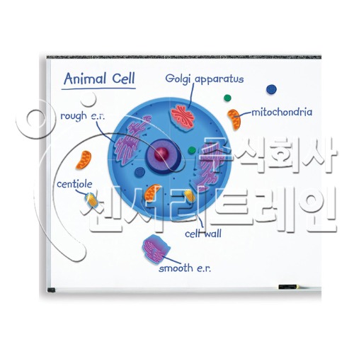 동물 세포 자석 자료 세트